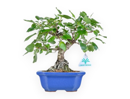 Prunus Mahaleb - Cerezo Canino - 27 cm