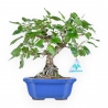 Prunus Mahaleb - Witte Kers - 27 cm