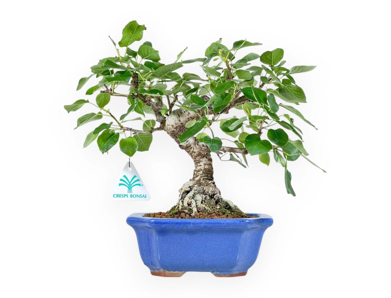 Prunus Mahaleb - Ciliegio Canino - 27 cm