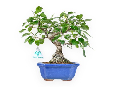 Prunus Mahaleb - Cerisier de Sainte-Lucie - 27 cm