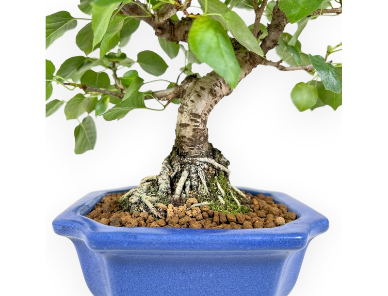 Prunus Mahaleb - Cerezo Canino - 27 cm