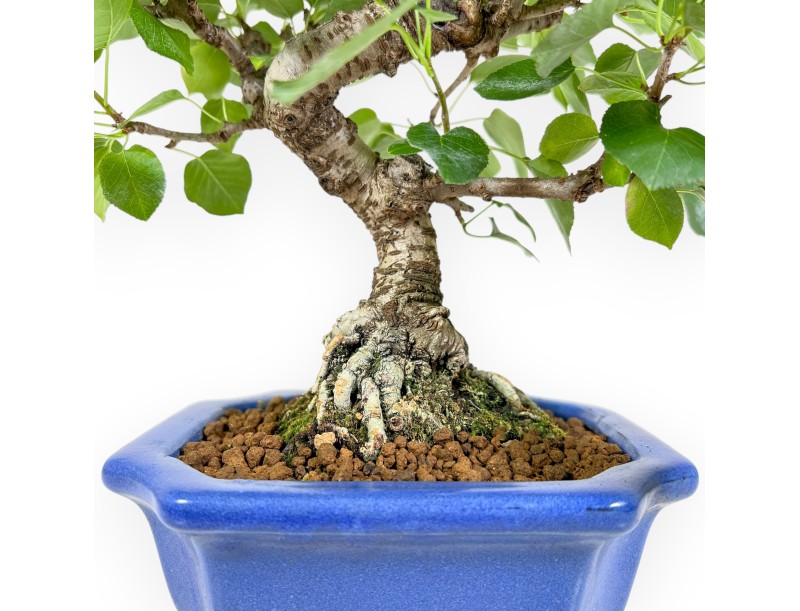 Prunus Mahaleb - Hundekirsche - 27 cm