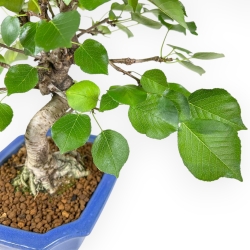 Prunus Mahaleb - Ciliegio Canino - 32 cm