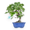Prunus Mahaleb - Witte Kers - 32 cm