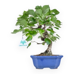 Prunus Mahaleb - Ciliegio Canino - 32 cm
