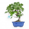 Prunus Mahaleb - Witte Kers - 32 cm