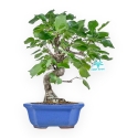 Prunus Mahaleb - Witte Kers - 32 cm