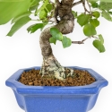 Prunus Mahaleb - Witte Kers - 32 cm