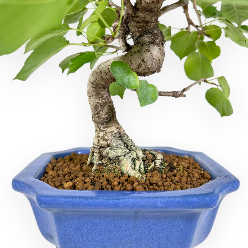 Prunus Mahaleb - Witte Kers - 32 cm