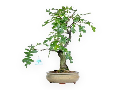 Quercus Cerris - Oak - 41 cm