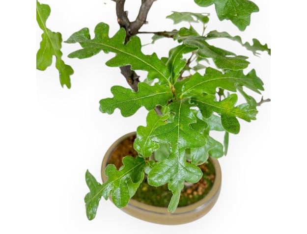 Quercus Cerris - Quercia - 41 cm 2