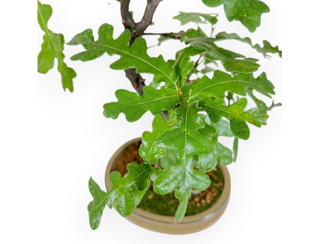 Quercus Cerris - Oak - 41 cm