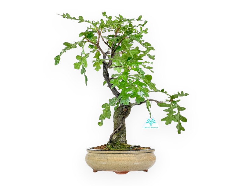 Quercus Cerris - Quercia - 41 cm