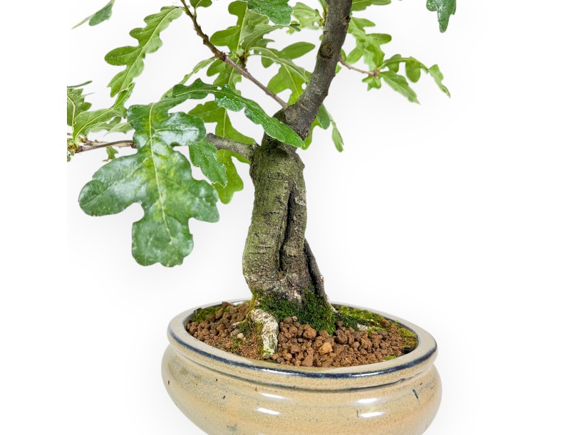 Quercus Cerris - Cork Oak - 41 cm