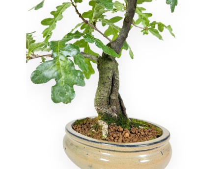 Quercus Cerris - Cork Oak - 41 cm