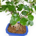 Prunus Mahaleb - Witte Kers - 32 cm