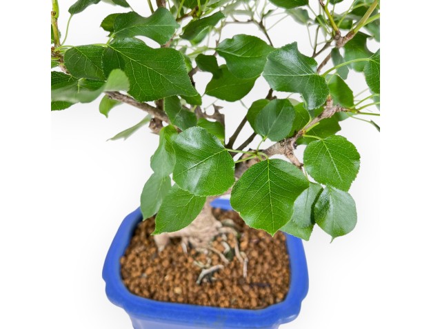 Prunus Mahaleb - Mahaleb Cherry - 32 cm 2