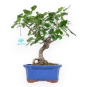 Prunus Mahaleb - Witte Kers - 32 cm