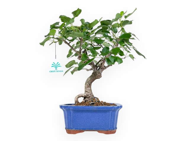 Prunus Mahaleb - Hundekirsche - 32 cm