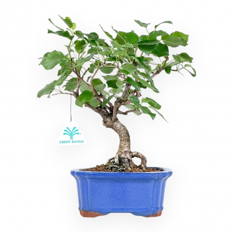 Prunus Mahaleb - Witte Kers - 32 cm