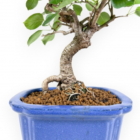 Prunus Mahaleb - Mahaleb Cherry - 32 cm