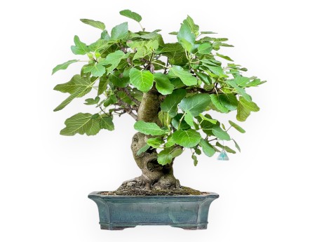 Ficus Carica - Figuier - 75 cm