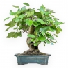 Ficus Carica - Fig - 75 cm