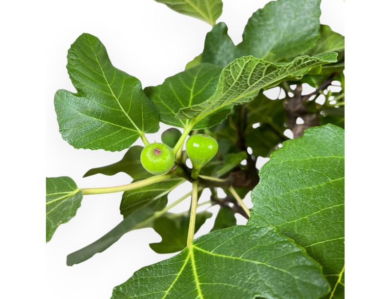 Ficus Carica - Fico - 75 cm