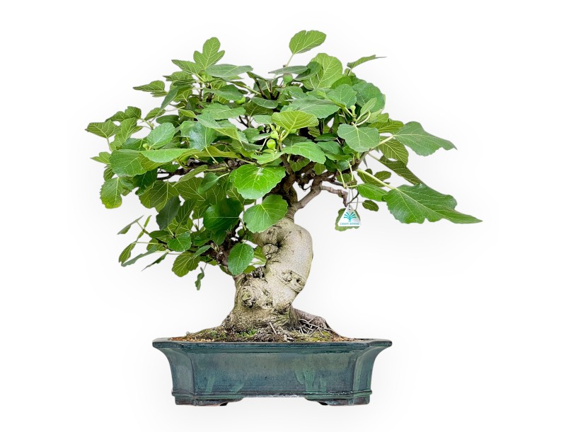 Ficus Carica - Fico - 75 cm