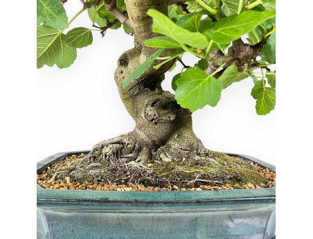 Ficus Carica - Fico - 75 cm