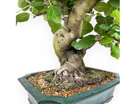 Ficus Carica - Fig - 75 cm