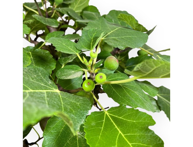 Ficus Carica - Figuier - 75 cm 2