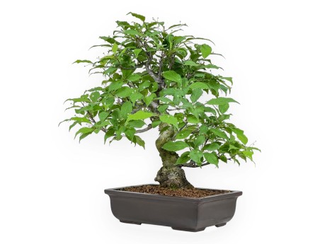 Ilex Serrata - Houx - 46 cm