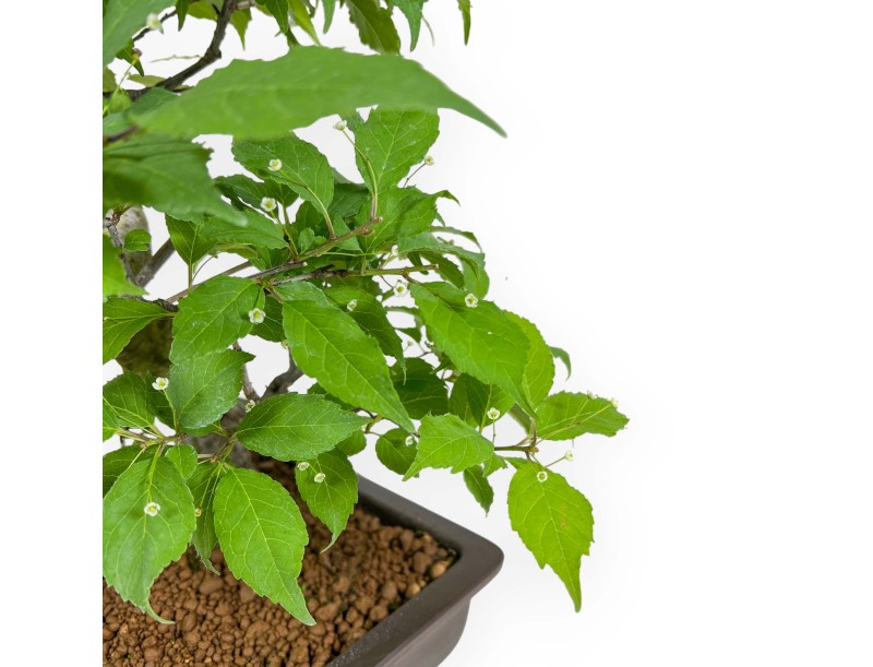 Ilex Serrata - Agrifoglio - 46 cm