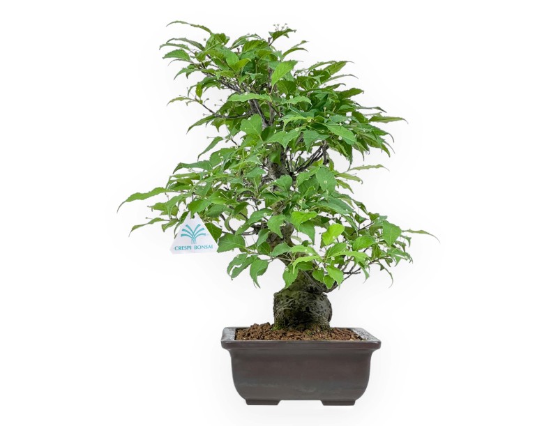 Ilex Serrata - Houx - 46 cm