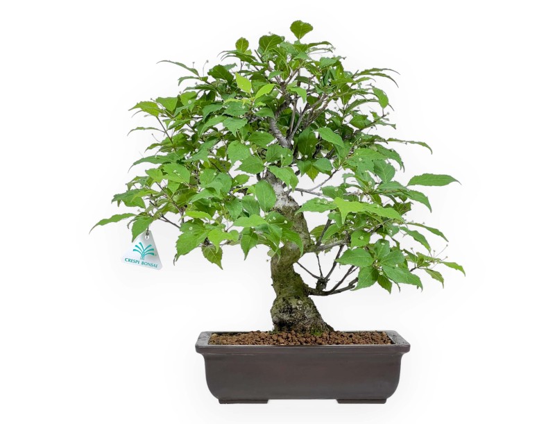 Ilex Serrata - Houx - 46 cm