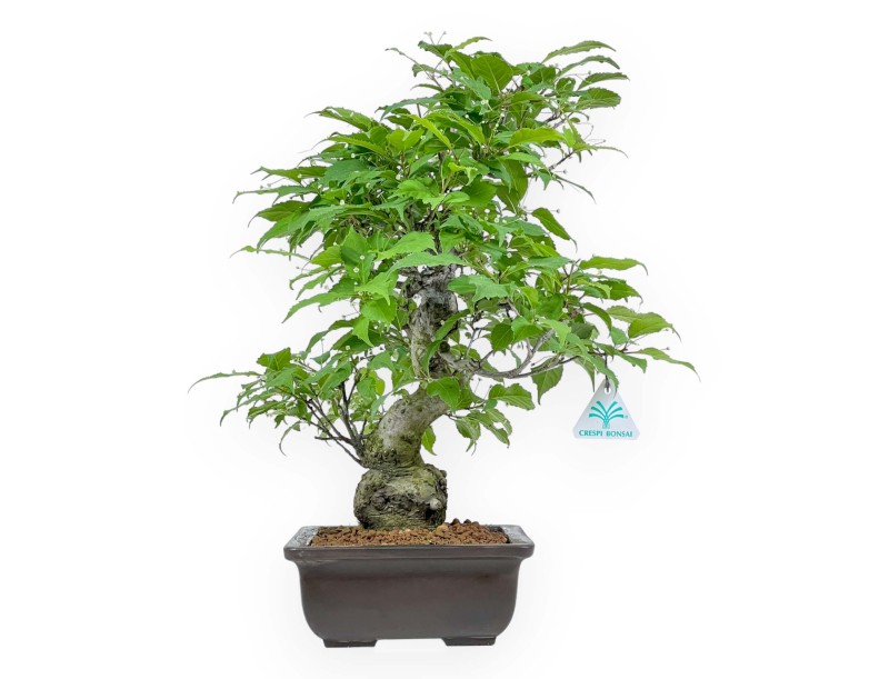 Ilex Serrata - Agrifoglio - 46 cm