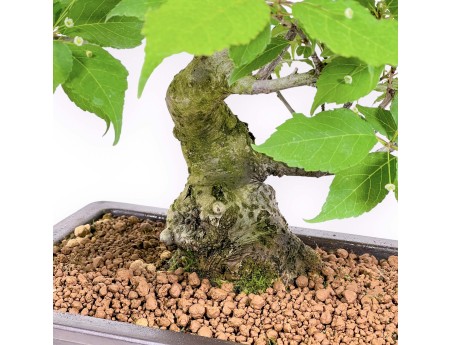 Ilex Serrata - Houx - 46 cm