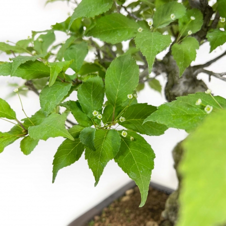 Ilex Serrata - Holly - 46 cm