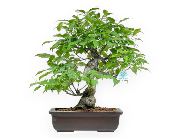 Ilex Serrata - Agrifoglio - 46 cm