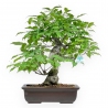 Ilex Serrata - Holly - 46 cm