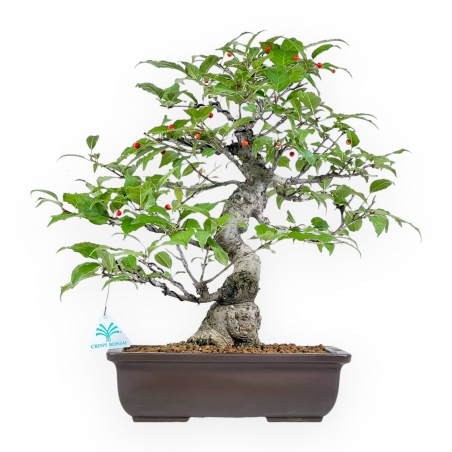 Ilex Serrata - Holly - 46 cm