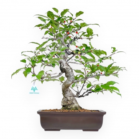 Ilex Serrata - Houx - 46 cm