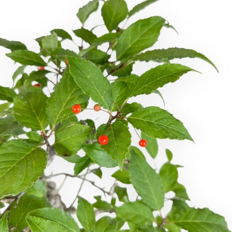 Ilex Serrata - Agrifoglio - 46 cm