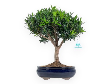 Podocarpus Macrophylla - Podocarp - 39 cm