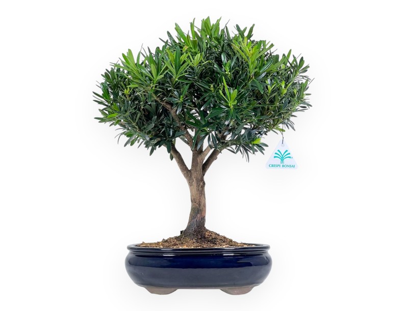 Podocarpus Macrophylla - Podocarpo - 39 cm