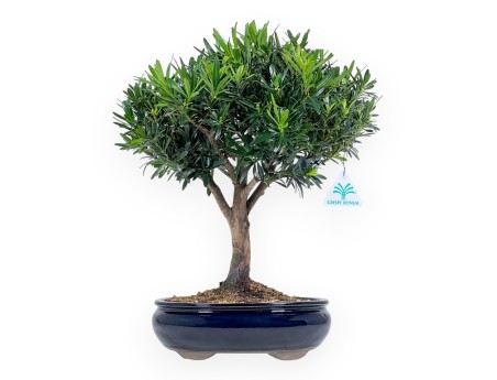 Podocarpus Macrophylla - Podocarp - 39 cm