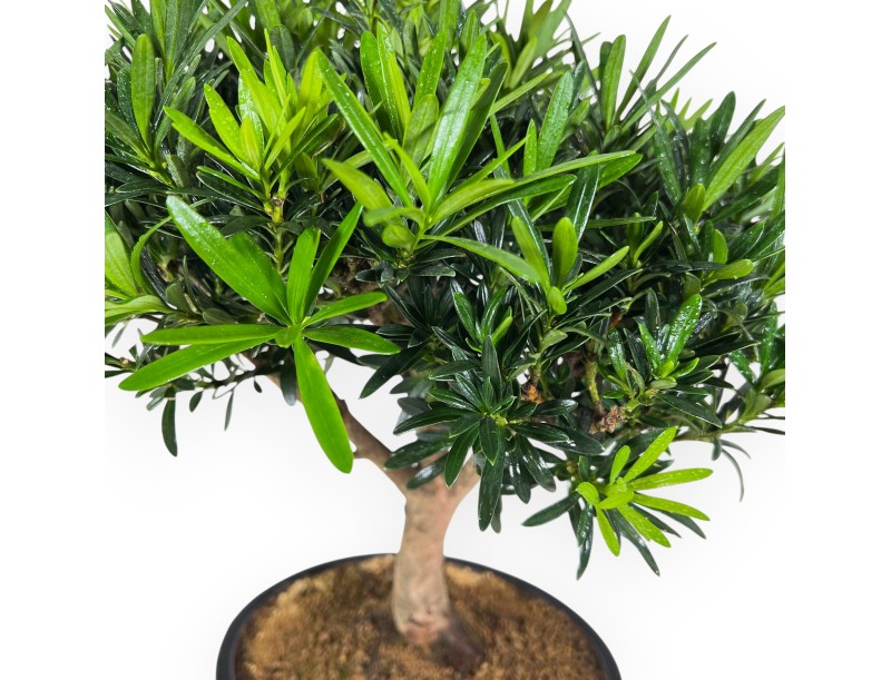 Podocarpus Macrophylla - Podocarpo - 39 cm