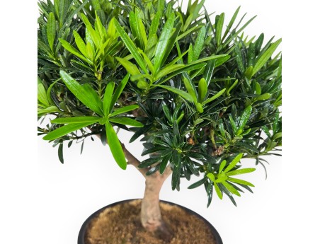 Podocarpus Macrophylla - Podocarp - 39 cm