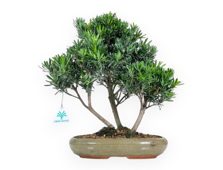 Podocarpus Macrophylla - Podocarp - 35 cm